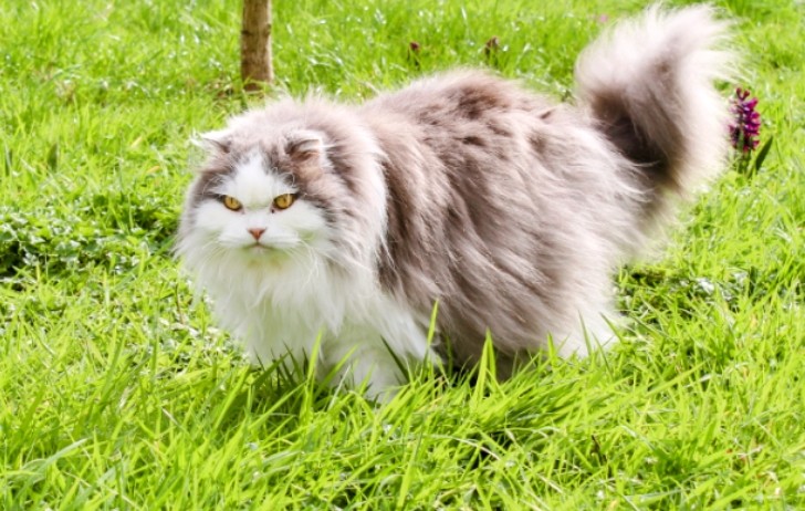 NalaNapoleon's tweet photo. 🌟Morning, dear friends! 🌟
I, your whimsical feline, am a living canvas, a brushstroke of stardust. 🎨
May your day bloom, colors unfurling, like my tail chasing shadows. Purrfectly yours, Napoléon #CatInGrass #NatureCat #PurrfectDay #FelineWanderlust #GrassyPaws https://t.co/iXTwsyDddy