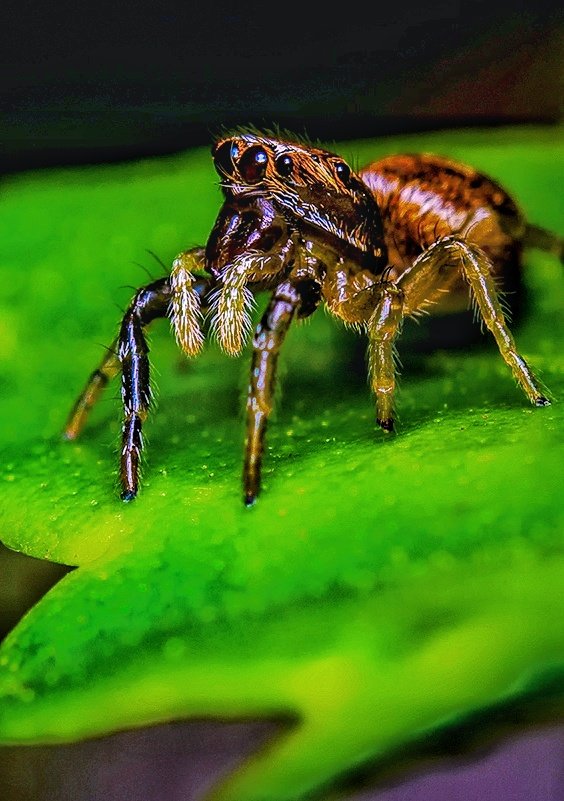 She didn't wanted to look at me 😏📸 but at least you can see now they have 👀4 eyes👀 on each side of their head 😊🕷 #nikon #nikoncreators #nature #NaturePhotography #Macro #spider #NaturePhotography @NikonEurope @NikonUSA @ThePhotoHour @BBCEarth @NatGeoPhotos