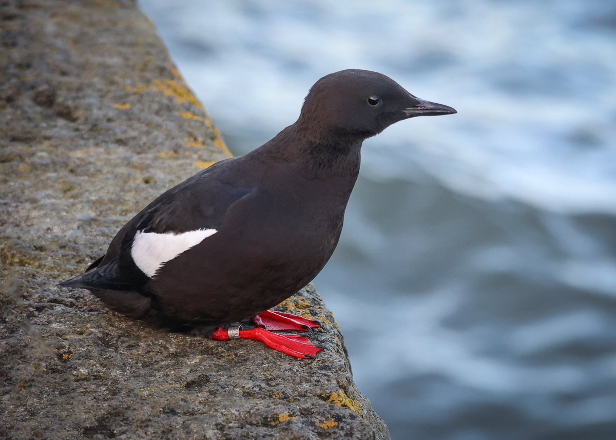 A few more of these beautiful Black Guillemots from Gyles Quay, Co. Louth. Black guillemots are small seabirds and their legs and the inside of their mouths are a vivid red. #seabirds #blackguillemots #gylesquay #birdwatching