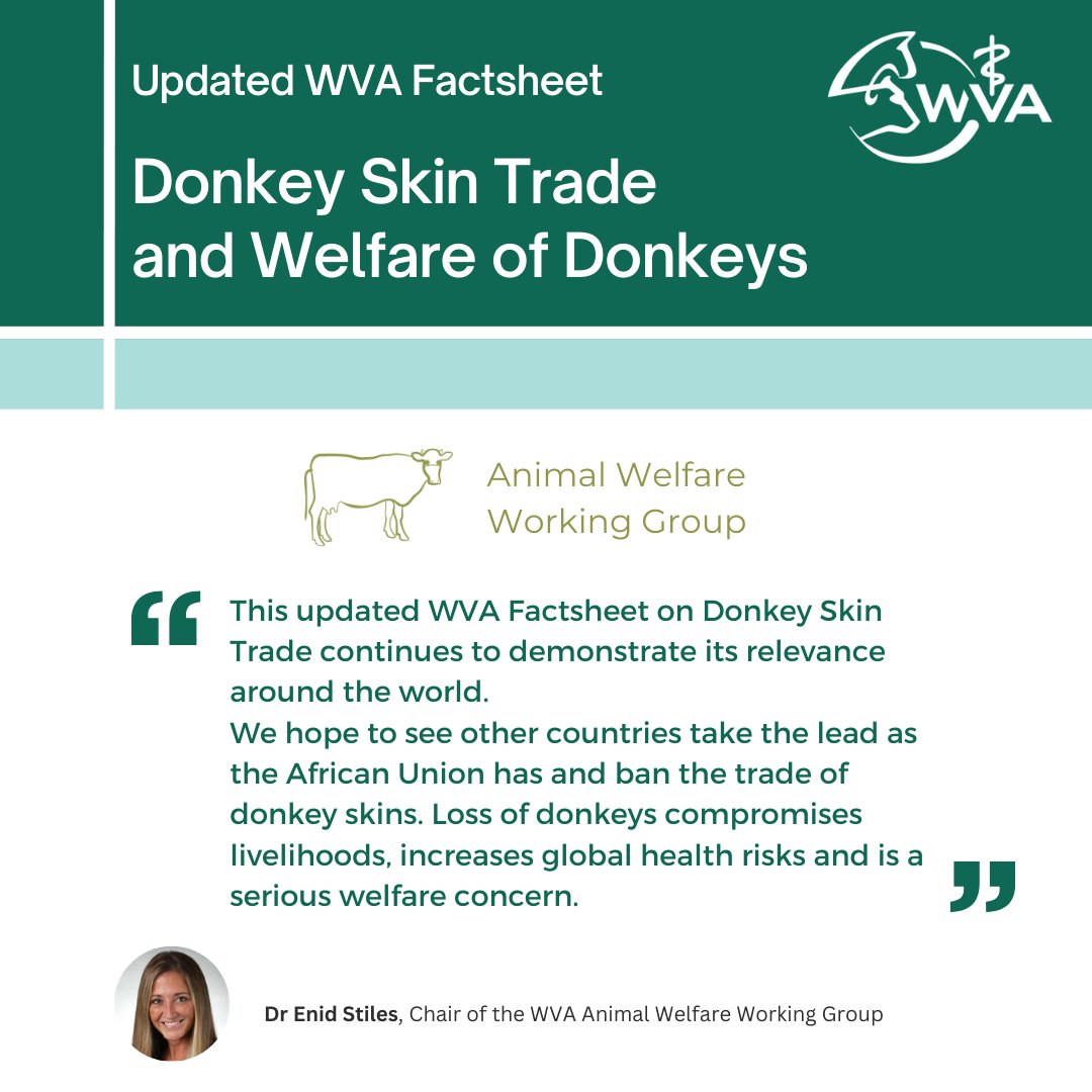 Our updated Factsheet on Donkey Skin Trade is here! Demand for #ejiao is leading to poaching of donkeys for the skin trade. This causes impoverishment of local communities, loss of opportunities for women, and impairs access to education. lnkd.in/dAWWd9FR #animawelfare