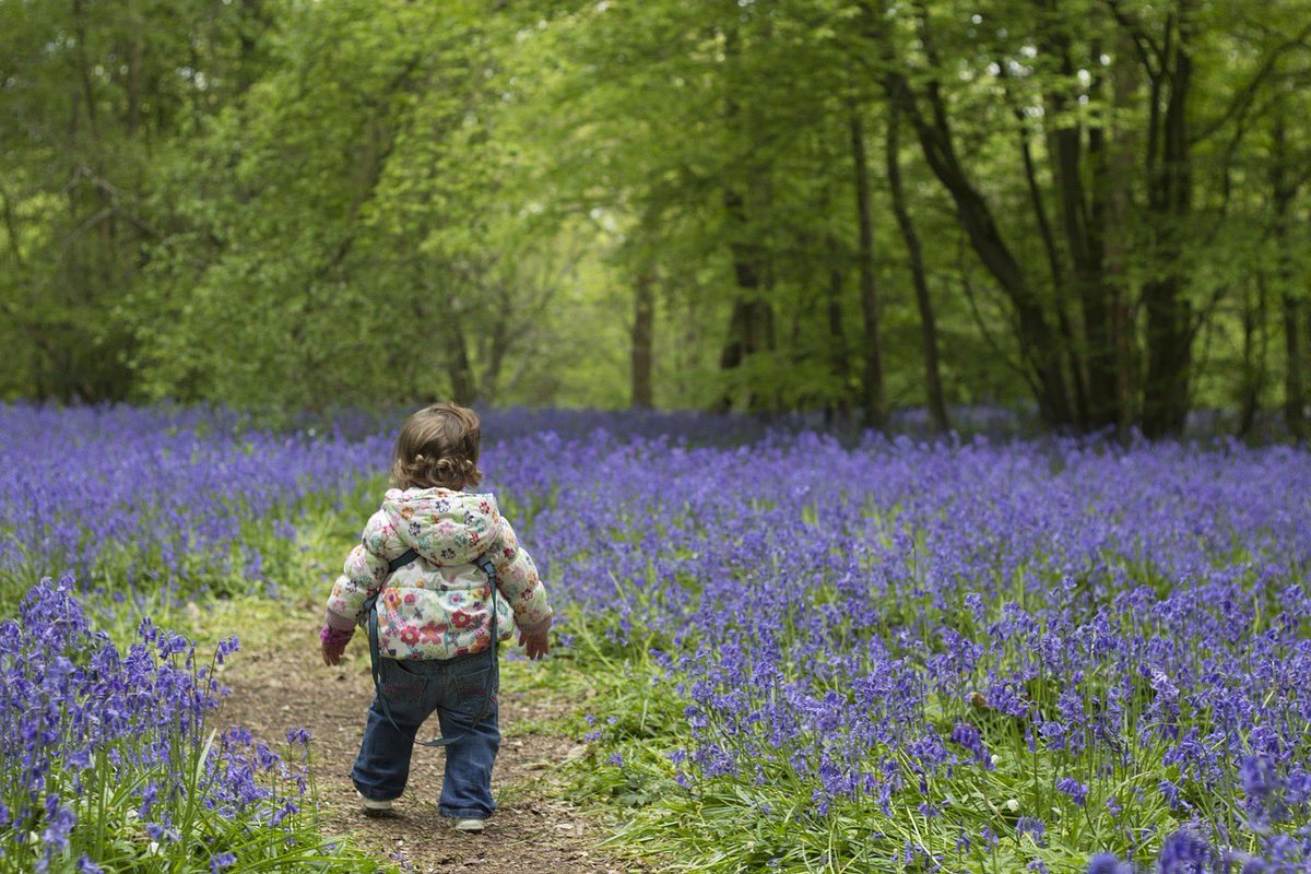 Protecting #AncientWoodland from development is a CPRE Sussex priority. Sussex woodlands now have spectacular carpets of #bluebells. Our partner, Sussex Wildlife Trust, has a guide to its reserves where you can admire bluebells: sussexwildlifetrust.org.uk/discover/aroun…