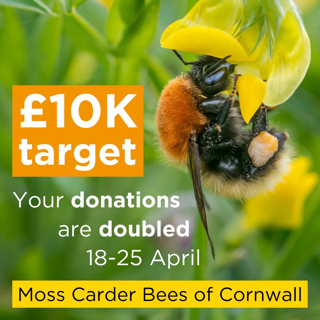 Join us for the Big Give’s #GreenMatchFund💚

Between 18-25 April the first £10,000 in donations will be doubled by Big Give to help us reach our target!

Together, we can kickstart our new Moss Carder Bees of Cornwall project🐝

Donate now👉 ow.ly/8SJB50Ri9kE

#2For1Nature