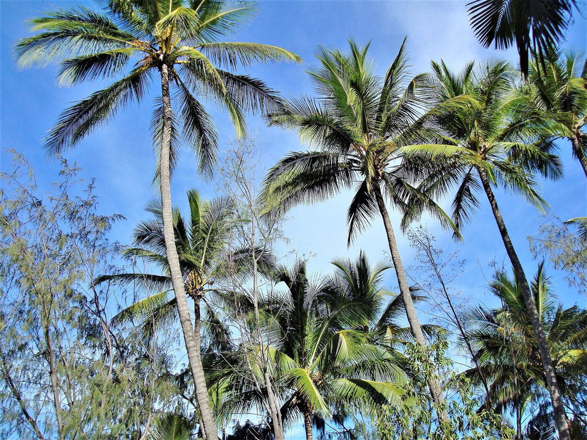 #PalmTrees reaching to the sky for this week's #AlphabetChallenge - letter P!🌴💙🌴💙🌴 @ThePhotoHour @StormHour @StormHourMark @lebalzin @YoushowmeP #ePHOTOzine #PalmCove #trees #treephotography