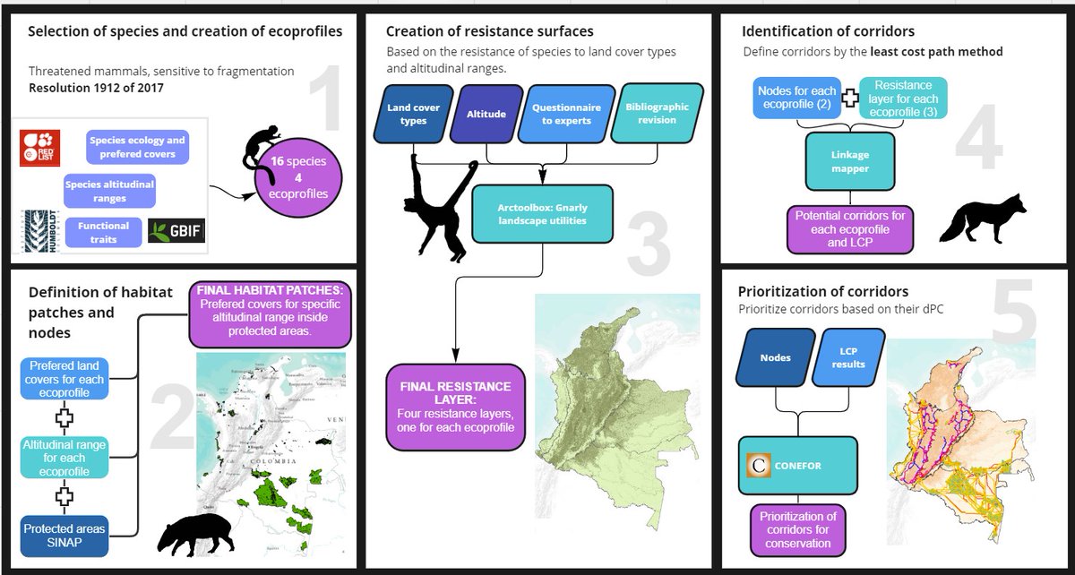 🥳Happy to share my first paper - published in Perspectives in Ecology and Conservation 🍃

Mapping the way: identifying priority potential corridors for protected areas connectivity in 🇨🇴
authors.elsevier.com/sd/article/S25…