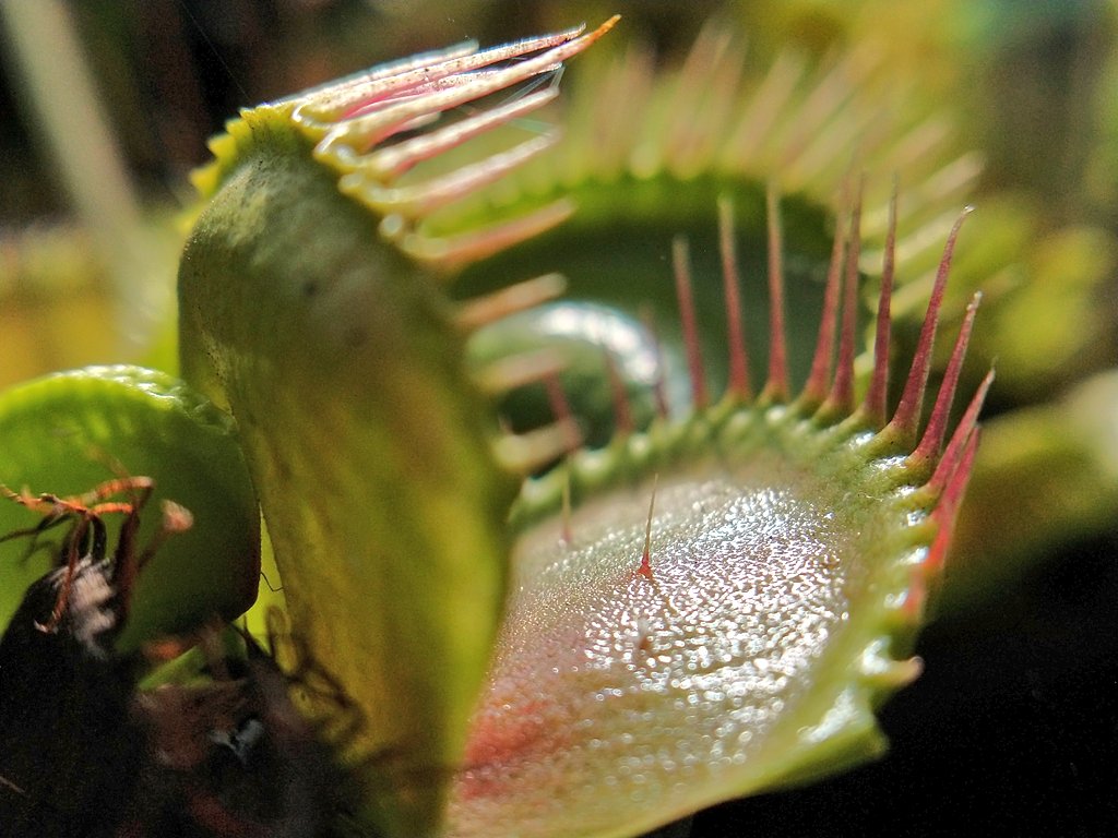 SewellLeigh's tweet photo. Hair trigger π #carnivorousplants #plants #macro #thephotohour #flytraps https://t.co/MXkLnzOCnf