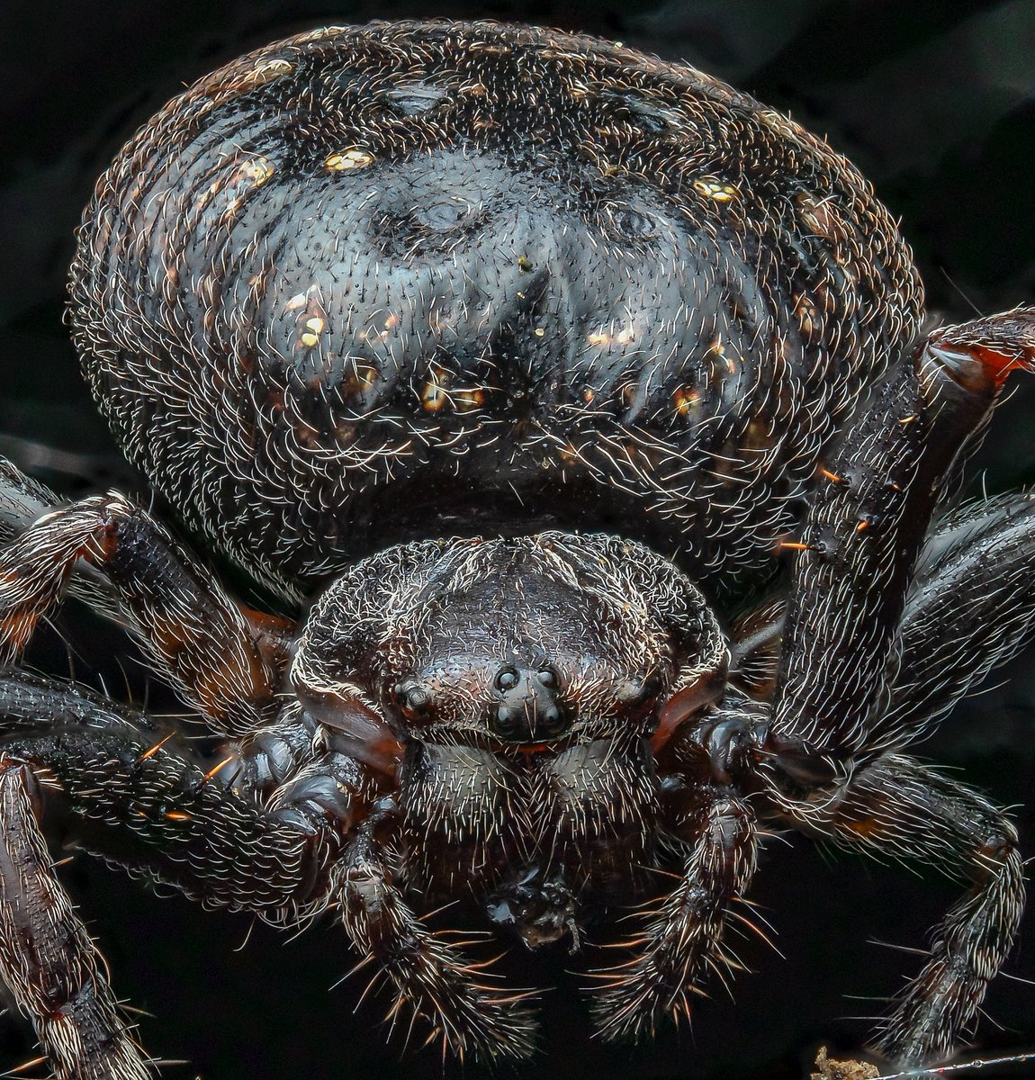 Been a nice nice here with hardly any wind. I did my first dark spider hunt, got 3 stacks, and this walnut orb-weaver spider, being the first, in web 30 image stacked in helicon. IG weemadbeasties #arachnid #nature #wildlife #thursdaymorning