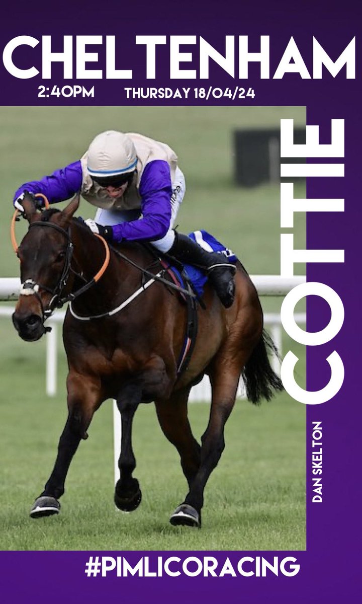 COTTIE heads to @CheltenhamRaces today for @DSkeltonRacing with @harryskelton89 in the saddle. Good luck to all of her owners! 🍀 💜 #PimlicoRacing