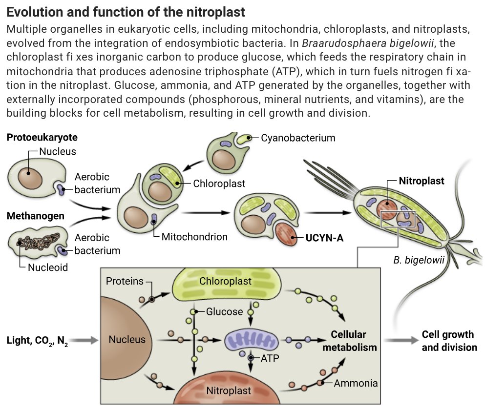 Move over mitochondria, a new organelle called the nitroplast is here. In a new Science study, researchers report that a nitrogen-fixing organelle has been identified in a marine alga. Learn more ⬇️ 📄: scim.ag/6DL #SciencePerspective: scim.ag/6DM