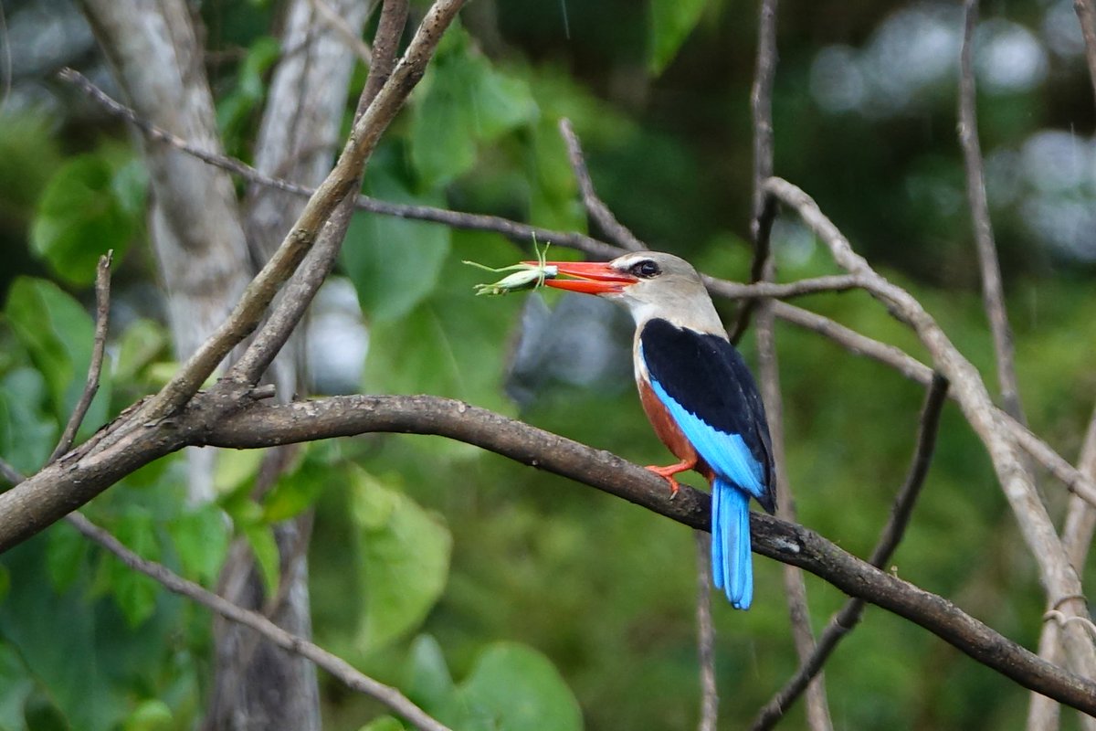 ExploreUganda's tweet photo. Did you know?

Uganda is a paradise for bird enthusiasts? With over 1,090 species fluttering through its diverse habitats, it's a haven for birdwatchers from around the globe.

From the iconic Shoebill Stork, Yellow/golden backed weavers to the grey headed kingfisher. Uganda boasts an impressive array of feathered wonders.

Share your favorite birdwatching moments in Uganda and let's celebrate the incredible avian diversity of our beautiful nation together.

#ExploreUganda
#BirdingInUganda