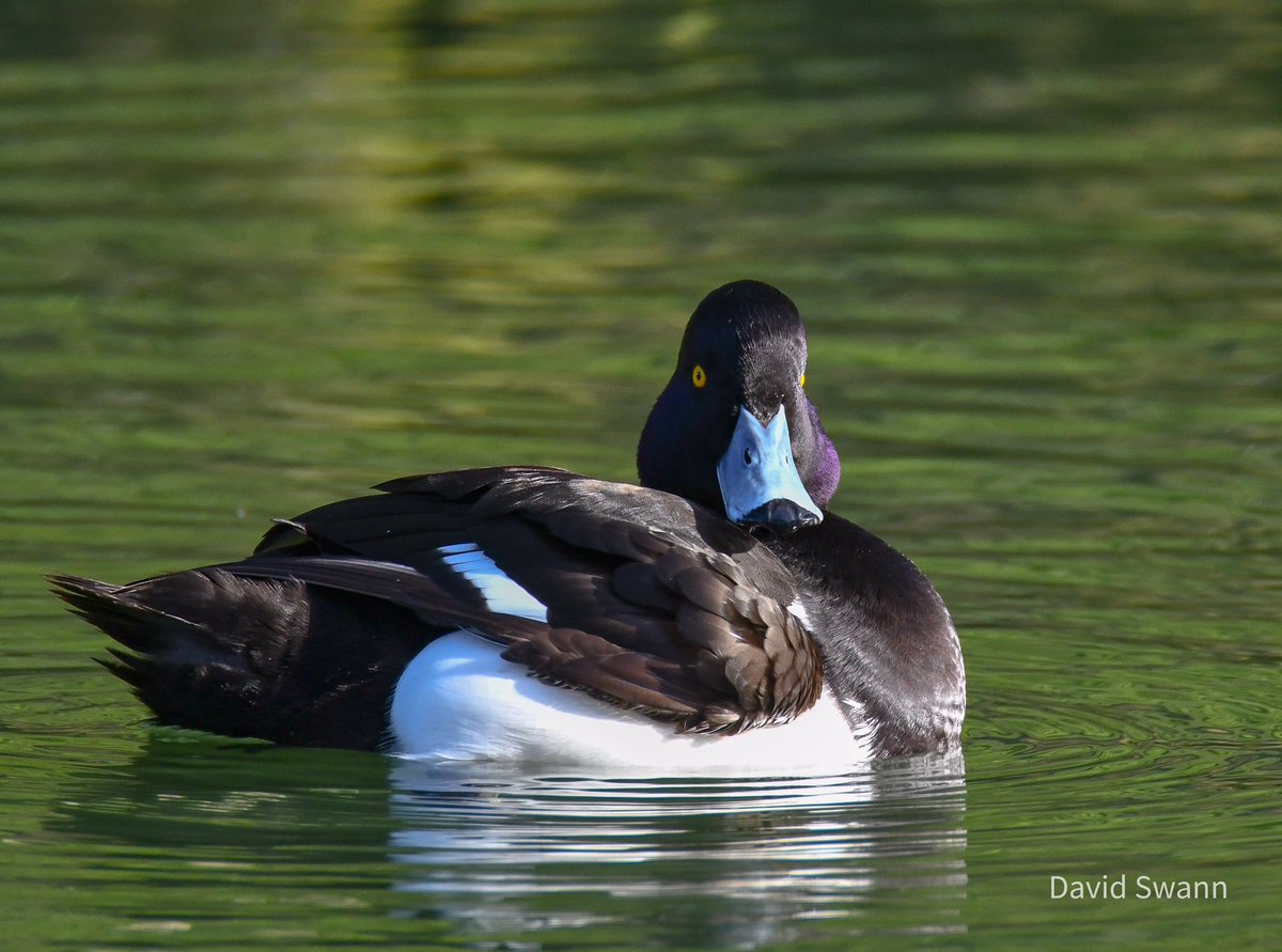 Tufted Duck. @Natures_Voice @NorthYorkMoors @YorksWildlife @WoodlandTrust @nybirdnews @TheScarboroNews