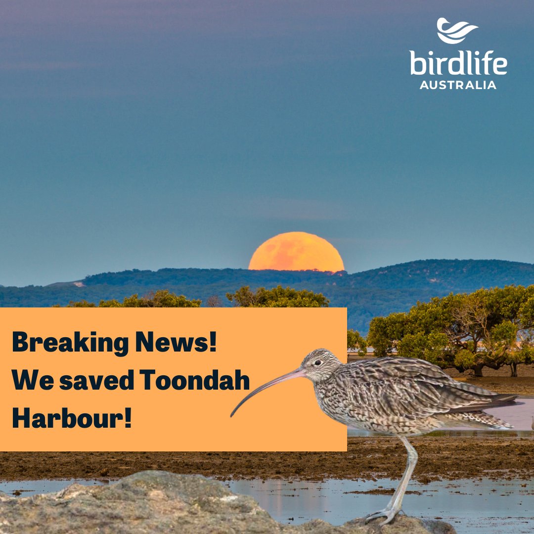 #BREAKING: Toondah Harbour has been saved! 🎉 We are thrilled to tell you that Toondah Harbour has finally been saved after Walker Corp withdrew their real-estate proposal today. This is a huge win for the environment and the birds that call Toondah home!