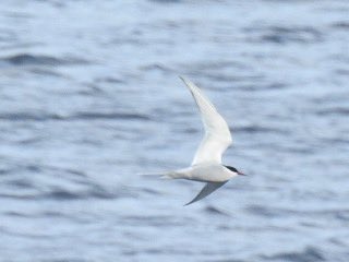 ARCTIC TERN @AttenboroughNR, Nottingham 13/4/2024 After a morning at Frampton Marsh and a walk around @RSPBLangford, this bird made a superb evening visit. Loved watching it swoop around Clifton Pit for a good half hour, magical views! Notts Year ✅ 128 #BirdsSeenIn2024 #birding
