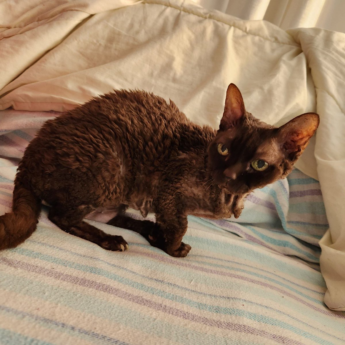 AuzzieRoadkill's tweet photo. @MsSarahSimons This is Morgan she's a 17 year old Devon Rex and she eats socks https://t.co/iN7xqBhj2m