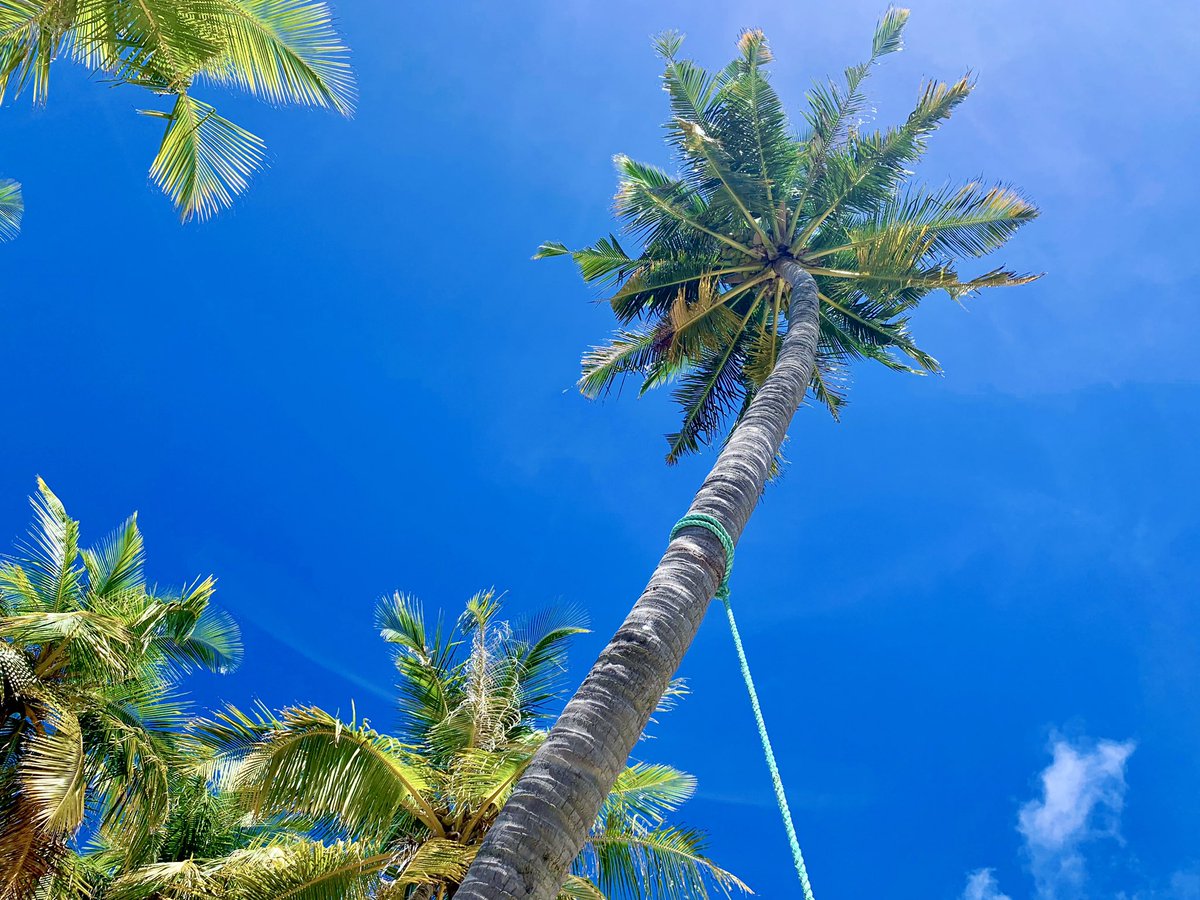 'The sun is shining. Today is a brand new day. Let your light shine!' 💗
.
.
#tropical #island #relax #calm #weather #fodhdhoo #maldives #WorldsLeadingDestination 
#sabbasummersuite #sabbabeachsuite #sabbabeachhotels #sabbawhitesandcatamaran #visitfodhdhoo #visitmaldives 🌴