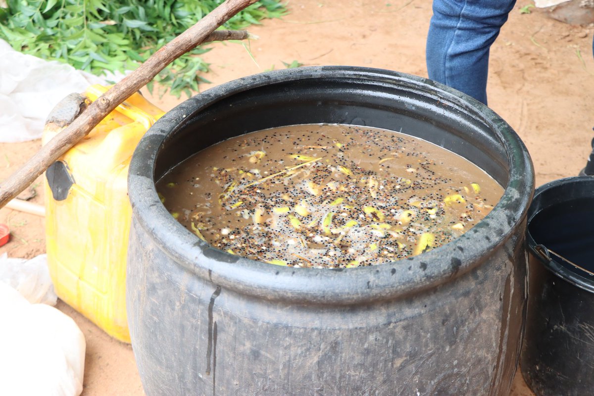 EcoHomef's tweet photo. "Can Nigeria improve and sustain agricultural productivity using agroecological principles?"
This is one major question that farmers in Enugu State debated on yesterday at our practical agroecology training with them. 
About 90% of the farmers maintained that it was possible. https://t.co/qXysU12w4z