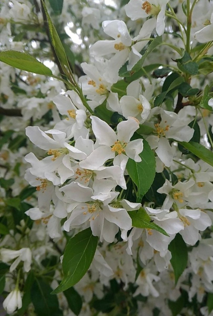 The ethereal elegance of pristine white flowers adorning a tree in full bloom is a sight to behold.