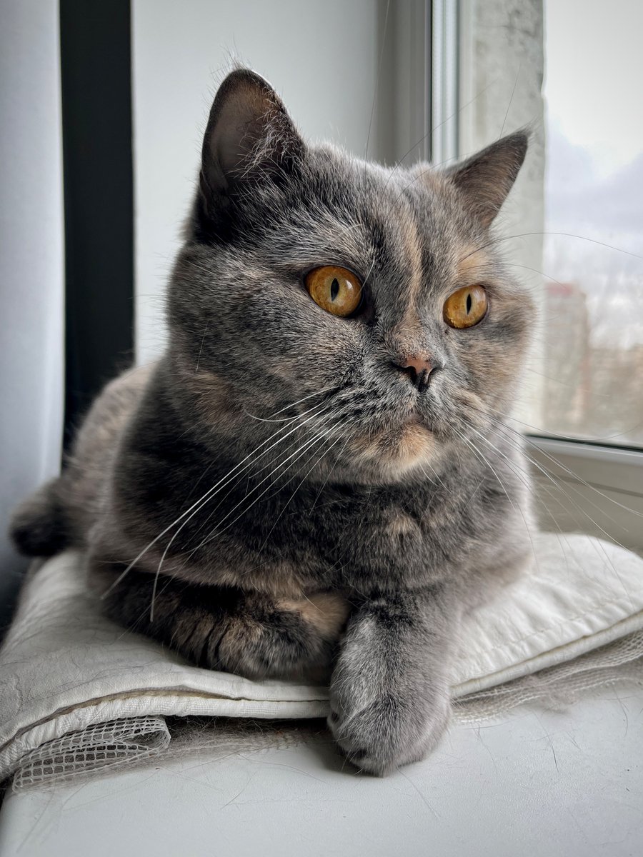 #коточетверг