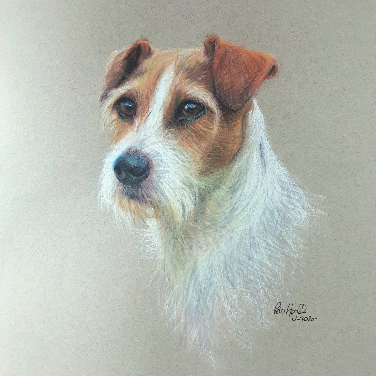 peterhogarth55's tweet image. A portrait of a Jack Russell Terrier.  Soft pastels on Canson Mi Teintes paper,  2020 😊