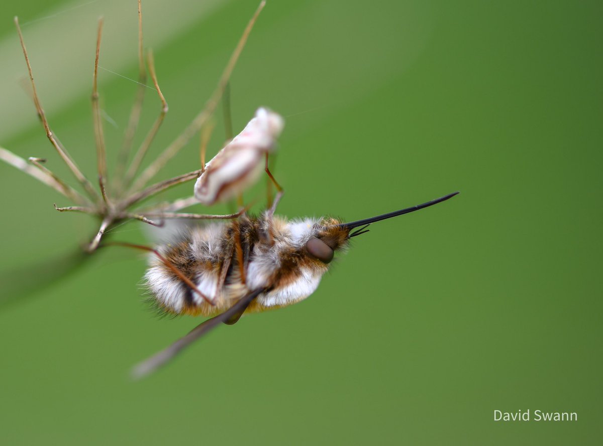 Dark Edged Bee Fly. @Natures_Voice @NorthYorkMoors @YorksWildlife @WoodlandTrust @ThePhotoHour @MacroHour @CUPOTYawards