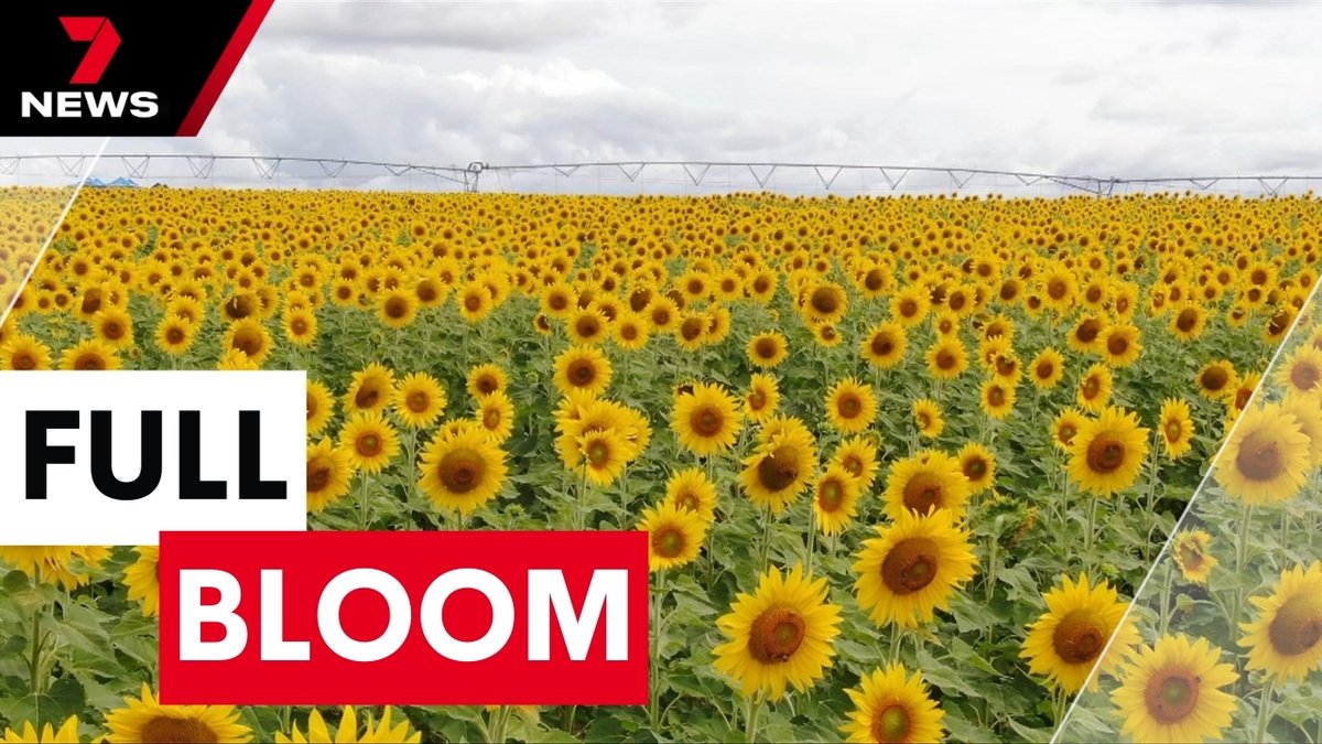 7NEWS Queensland (@7newsbrisbane) on Twitter photo A small town in the Scenic Rim is about to explode with visitors and sunshine. A local farm is throwing open the gates on Saturday for a festival of sunflowers. youtu.be/N8qesjQPiqc <a href="/rosannakingsun/">Rosanna Kingsun</a> #7NEWS A small town in the Scenic Rim is about to explode with visitors and sunshine. A local farm is throwing open the gates on Saturday for a festival of sunflowers. youtu.be/N8qesjQPiqc <a href="/rosannakingsun/">Rosanna Kingsun</a> #7NEWS