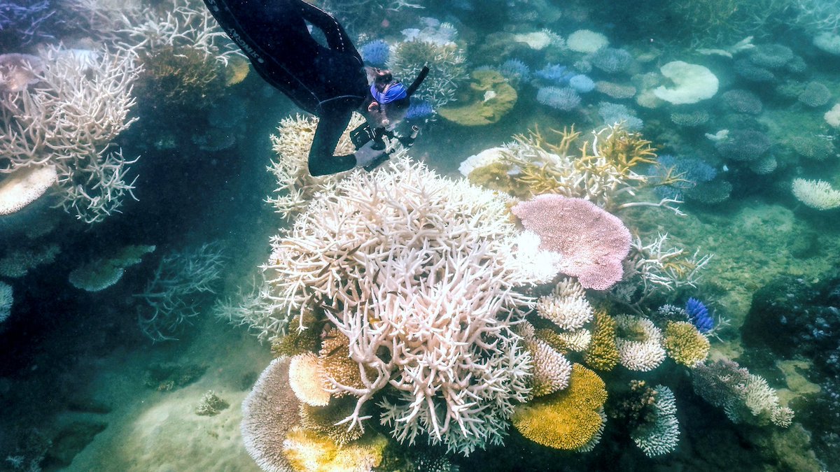 La Gran Barrera de Coral experimenta uno de sus peores eventos de blanqueamiento de corales bit.ly/Spanish-News | #ButterWord #Spanish_News #AlertaMundial #BienestarMundial #EventosMundiales #HechosInternacionales #ImpactoGlobal #InnovacionSocial #InvestigacionMundial #Jus...