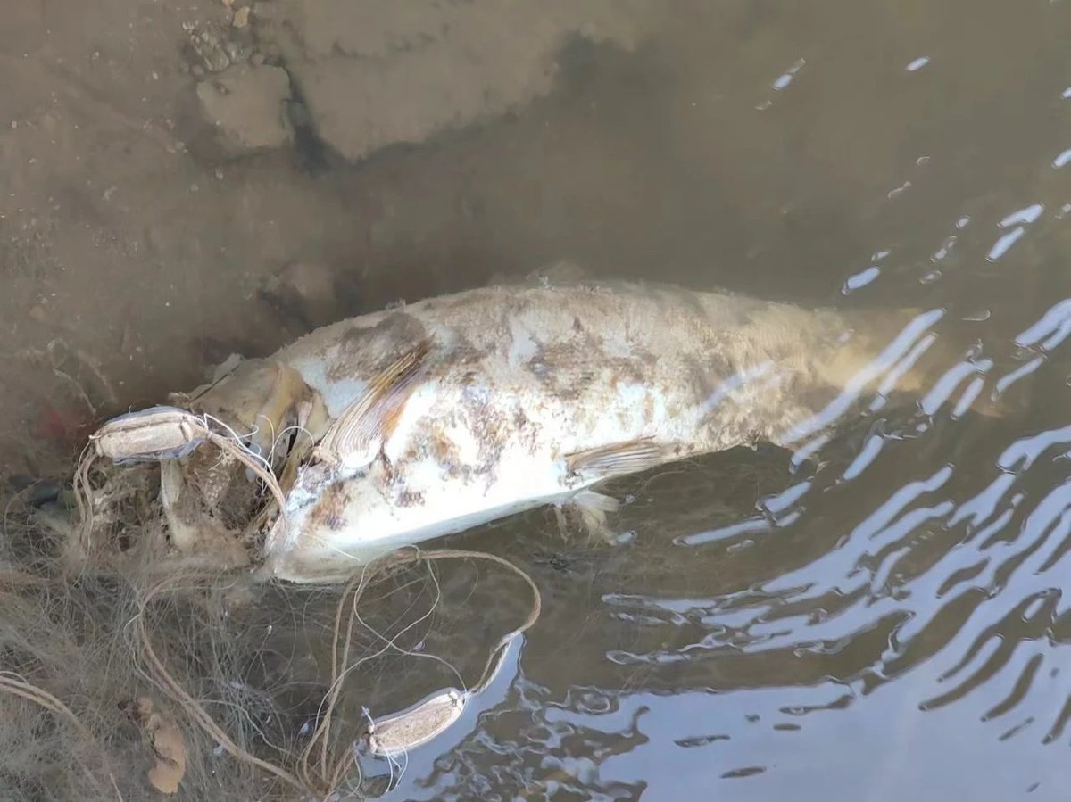 WAOSD_2408's tweet photo. #Savefish #biodiversity #wetlands
👏7 Vehicles 34 People, >40kg Fish Saved, 1 pickup'Rubbish | CBCGDF #CCAfa (#Heilongjiang) & Locals' Wetlands Action
https://t.co/k8JEQLoT8l
For videos:
https://t.co/RfFeOT7QY2 https://t.co/VDGzWBZDtW