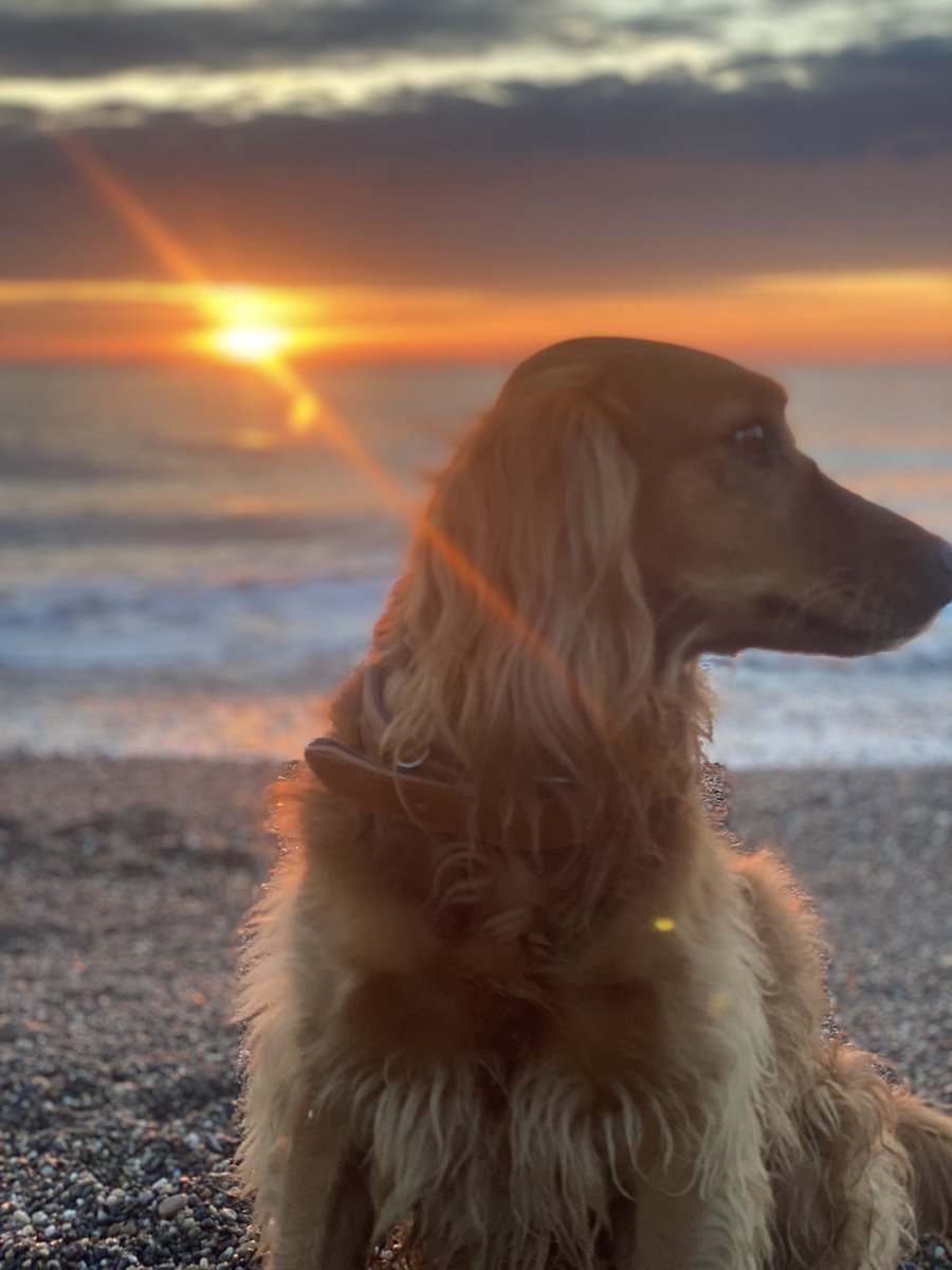 The early sun pillar was wonderful, but the morning wasn’t finished with us yet. 😍 . #ireland #stormhour #ThePhotoHour #sunrise #wicklow #dogsoftwitter #greystones #irelandsancienteast #KeepDiscovering