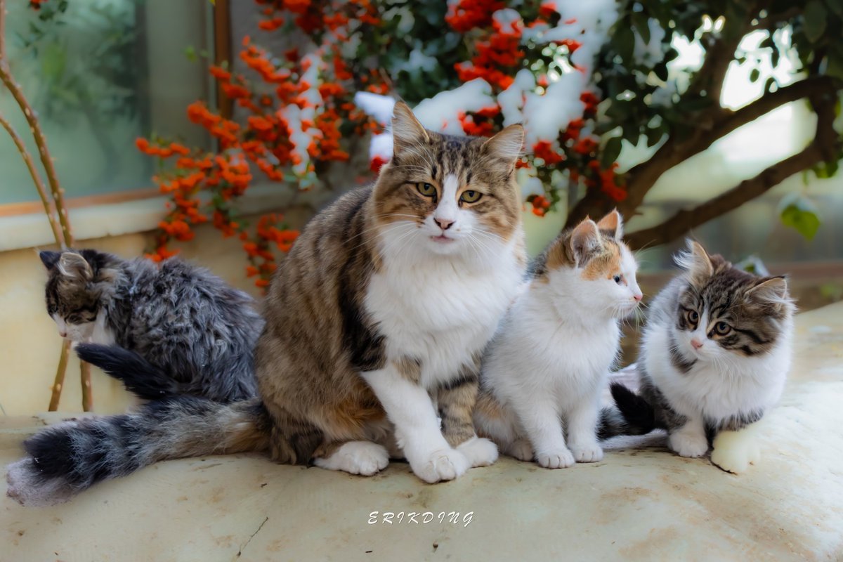 #ねこ #子猫
#可愛い #猫
#cats #catsofinstagram #cat #of #catstagram #instagram #catlover #catlife #catlovers #kitten #pets #meow #kittens #catoftheday #kitty #love #cute #pet #animals #world #petsofinstagram #kittensofinstagram #cutecats #catlove #adoptdontshop #catsagram