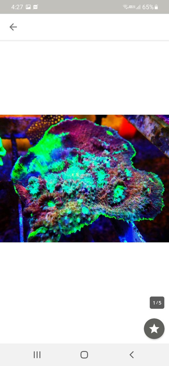 first_marines's tweet photo. ごんごん祭り✨

#サンゴ #海水魚 #水槽 #活魚　
#サンゴ専門店 #アクアリウム　#クダサンゴ　#ゆらゆらサンゴ　#coral　#ハナガササンゴ　#ハナサンゴ　#ナガレハナサンゴ　#スパスラータ　#サンゴ販売　#ストロベリーショートケーキ　#ゴールドトーチ　#スパスラタ　#ミドリイシ
#ごんごん祭り　#LPS https://t.co/oiQSqfTCGz