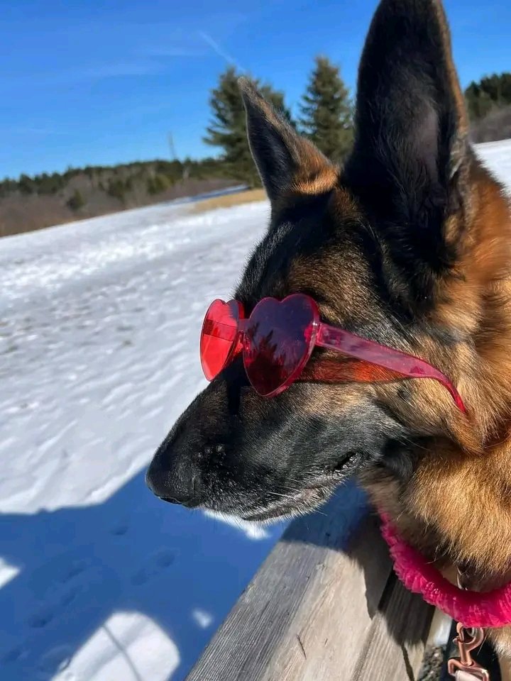 Stylish German Shepherd 💟 
#germanshepherd #gsd