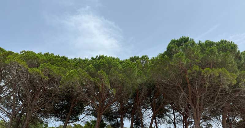 efimedfacility's tweet photo. In the last weeks we've shared just a glimpse of the huge potential of #bioeconomy in the #Mediterranean!
Read the latest news on #WoodBased resources & #NonWoodForestProducts on #MedForest!
And why not share what you are doing in #forest bioeconomy?
🔎 https://t.co/IxYNDcfBsA https://t.co/HNL1FoPjpC
