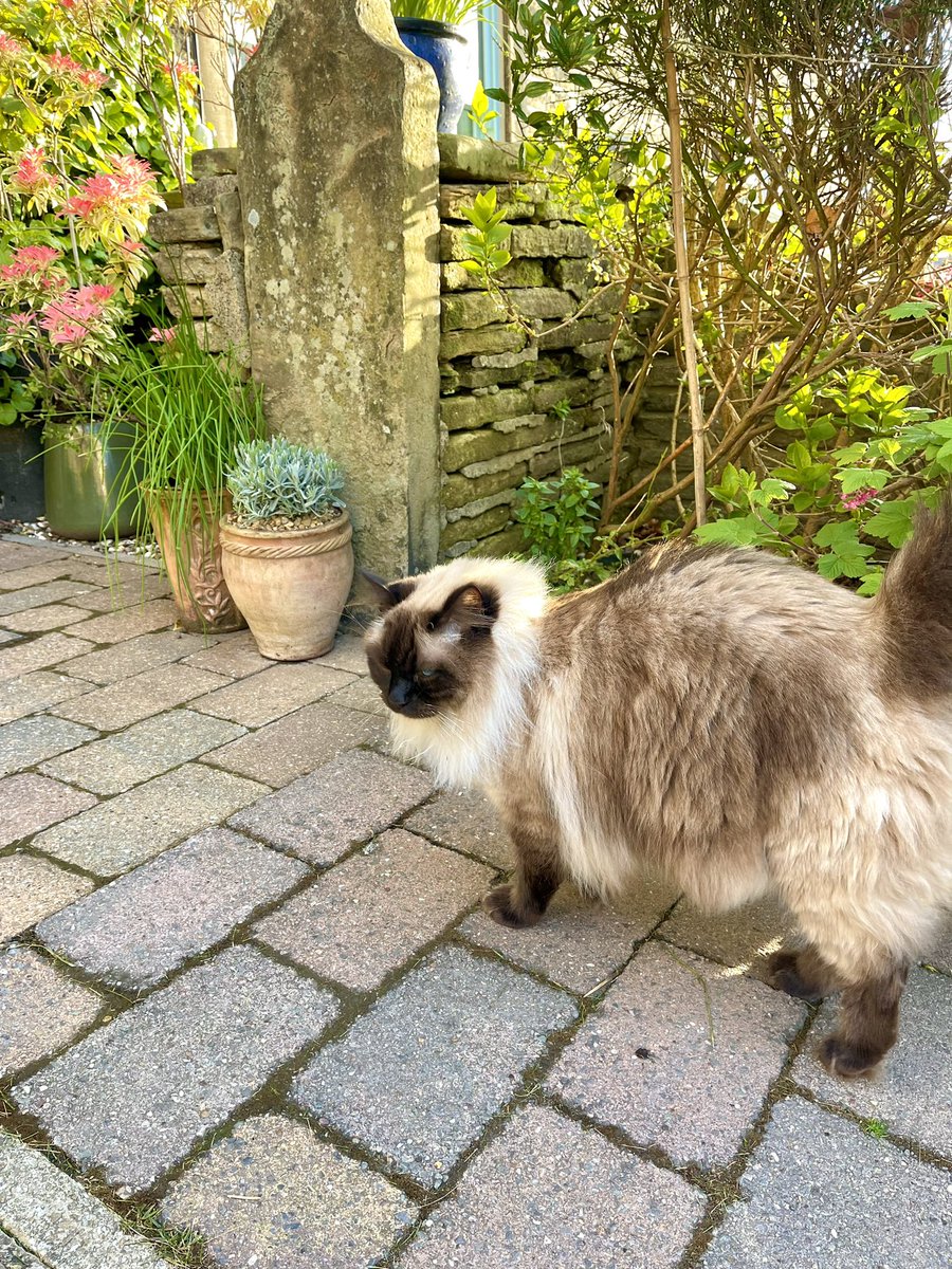 I hope you’ve enjoyed the garden tour of my jungle 🦁 #FluffyFursday #Hedgewatch (6/6) 🪴😻🪴