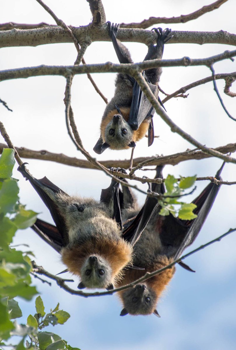 @talegio212959 @JoanneHorniman They might be a bit trashy in the roost but they're growing forests! They're highly social & vocal and they have sharp teeth and claws, they tussle & talk a lot- but they don't hurt each other, if they did their fine wings would be ripped to shreds. They are a most gentle animal