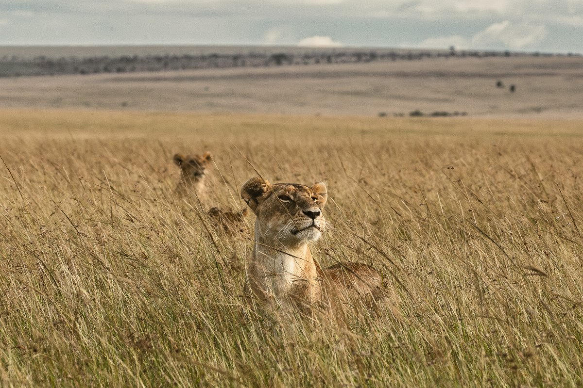 The Rongai pride await a herd of buffaloes #SeeTheSigns #IsharaMara

Canon EOS 6D Mark II
400mm, f/14, 1/400 sec, ISO 1000