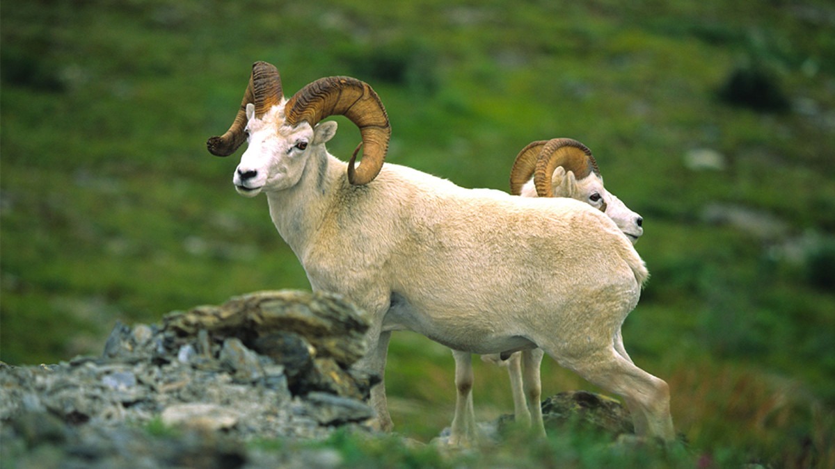 gailabrielle's tweet photo. If ever there was an animal to drive hunters well past their breaking point, it would be sheep. #hunting #Hunter https://t.co/Cn8LW6cup4