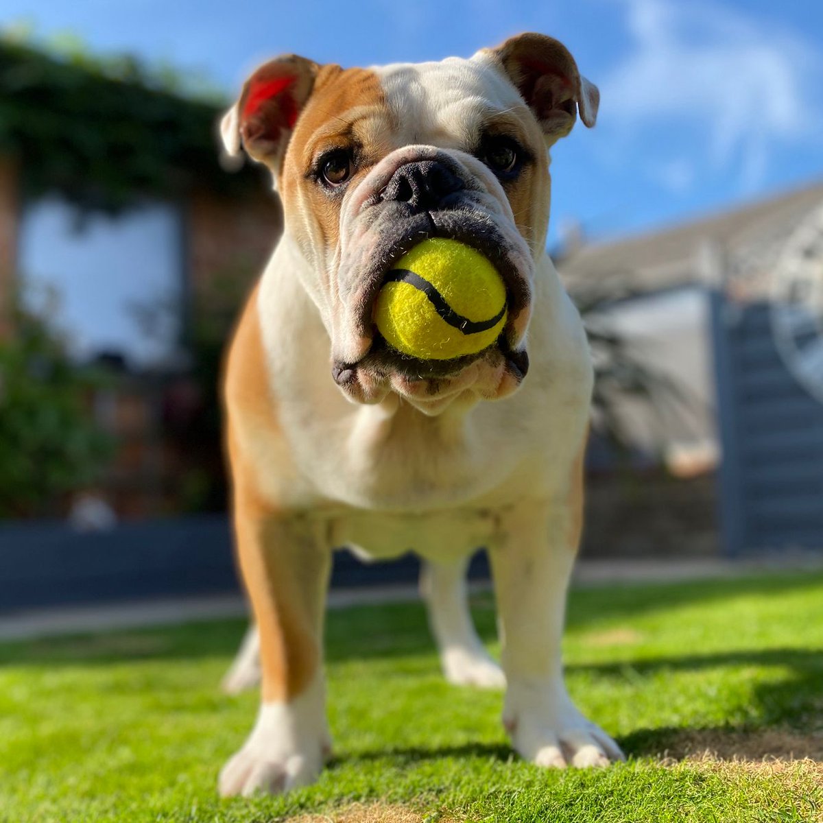 This is one of my big people’s favourite photos of me  🐶🎾 Anyone for tennis? … Happy #ThrowbackThursday y’all 🐶🐾❤️ Barney #BarneyTheBulldog #DogsOfTwitter #DogsOfX #DogsOfIG #DogsOfFacebook #Bulldog #EnglishBulldog #TBT #Thursday #Puppy