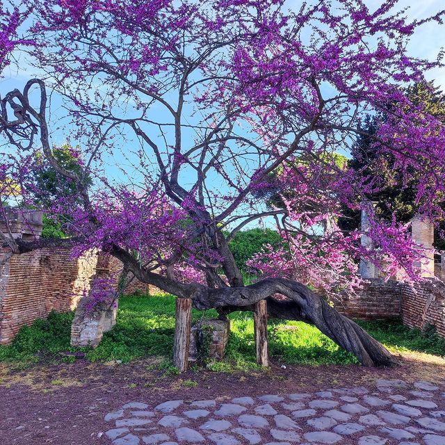 La primavera sboccia rendendo le rovine di Ostia antica ancora più suggestive... Spring blossoms, making the ruins of ancient Ostia even more suggestive... 📸 IG parco_archeo_ostia @parcostiantica @museitaliani #VisitRome