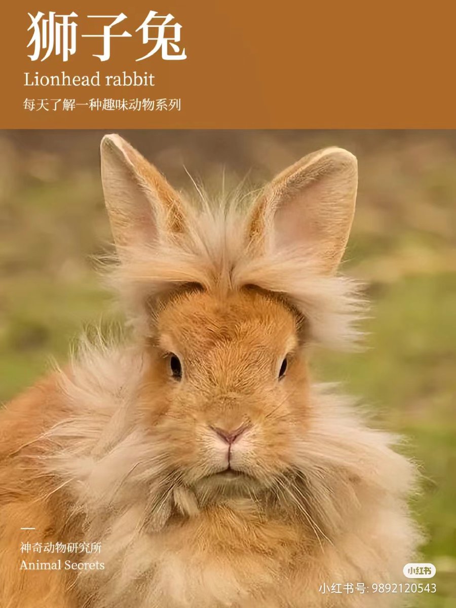 每天了解一种趣味动物——狮子兔