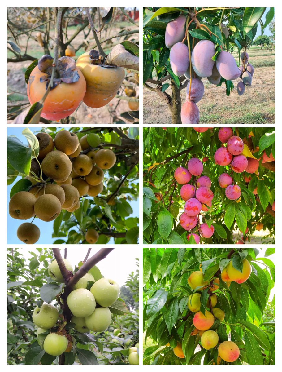 Fruit trees are thriving at the Indo-Israel Center for Sub Tropical Fruits in Ladwa, Haryana! Established in 2016 the Center demonstrates advanced cultivation & nursery management technologies to improve production of sub and tropical fruit varieties to increase farmers’ income!