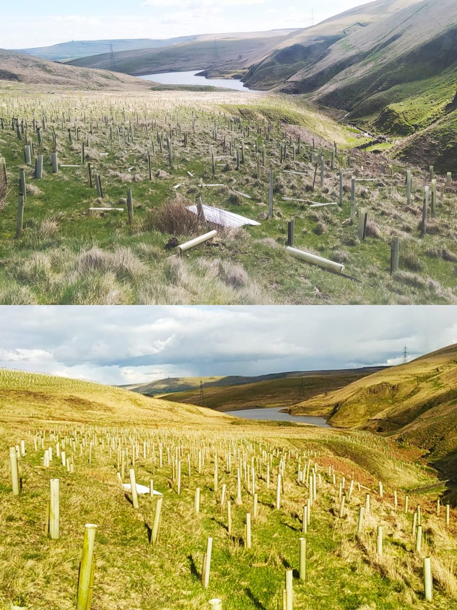 Nice change to have some sunshine again after such a wet planting season and start working on our tans 😋😎 Gorpley site maintenance continued this week with the end in sight but we still have plenty to do 🫠We also have one last planting project to do before the end of the month