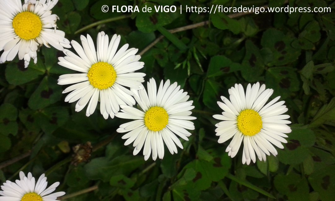 flora_vigo's tweet photo. Erigeron karsvinkianus DC. (#Asteraceae).
----
Breve ficha &amp; [+] fotos👇👇👇
https://t.co/GD8oXvglwT
----
#biodiversity #science #botany #botanist #botanyisnotdead #taxonomy #plants #nature #flower #naturephotography #wildflowers #Flowers #flowerlovers #plantas #flores #flora https://t.co/ThCOpXSaR4