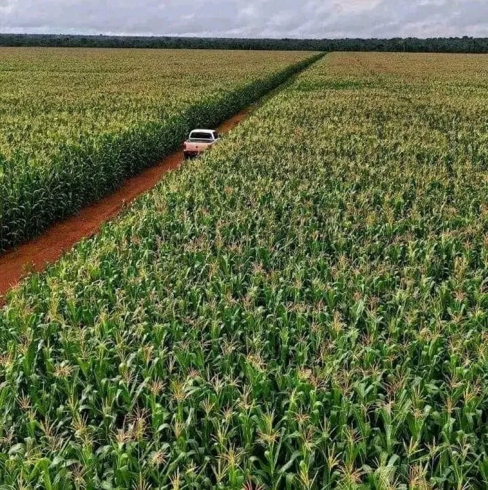 Good morning from modern maize farming.