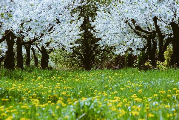 ...in the garden... April