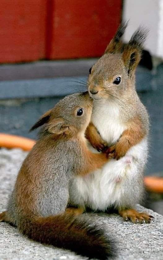Living life one nut at a time.
#squirrelslove1 #squirrellove #squirrel