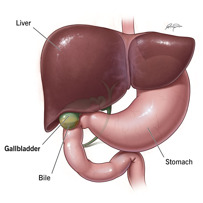 Function of gall bladder is:
a- Increase alkalinity of bile
b- Increase concentration of bile
C) Increase intrabiliary presence
D) Increase phosphate level

Your gallbladder is a small, pear-shaped organ located under your liver