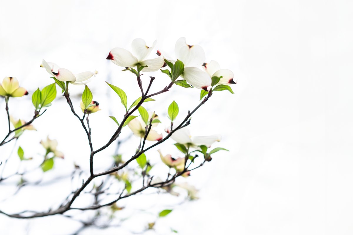 Dakiny's tweet photo. ハナミズキ(花水木)
#横浜市 #青葉区 #市が尾 #青葉区役所 #春の花 #ハナミズキ #花水木 #SONY #α7C #ZEISS #Batis #40CF https://t.co/Fipe9uGWfb