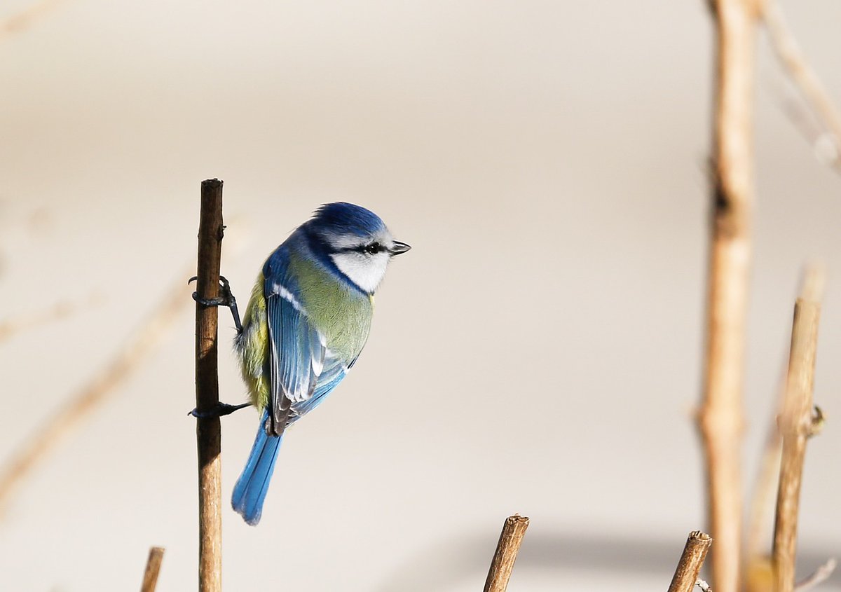 Oudere pimpelmeesmannetjes doen vaker aan een tweede leg! Pimpelmezen paren in paartjes, maar de mannetjes bezoeken vaak ook nog andere vrouwtjes. Jonge mannetjes doen dit echter minder vaak. Uit onderzoek blijkt nu dat oudere mannetjes ze wegconcurreren. #FunFact #NewScientist