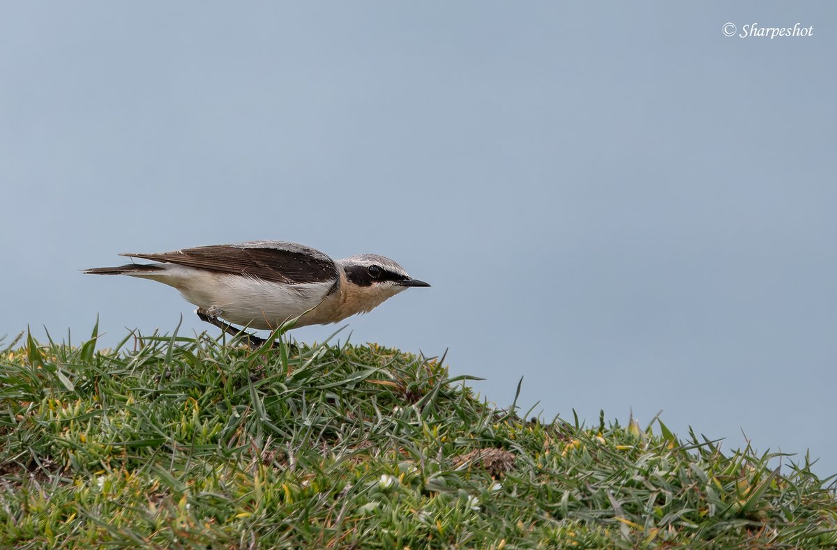 Birds arriving in Spring.  Northern Wheatear yesterday - Wooltack Point, Pembrokeshire
@Natures_Voice

#birds #BirdsSeenIn2024 #birding #birdphotography #NaturePhotography #wildlifephotography #Nikon