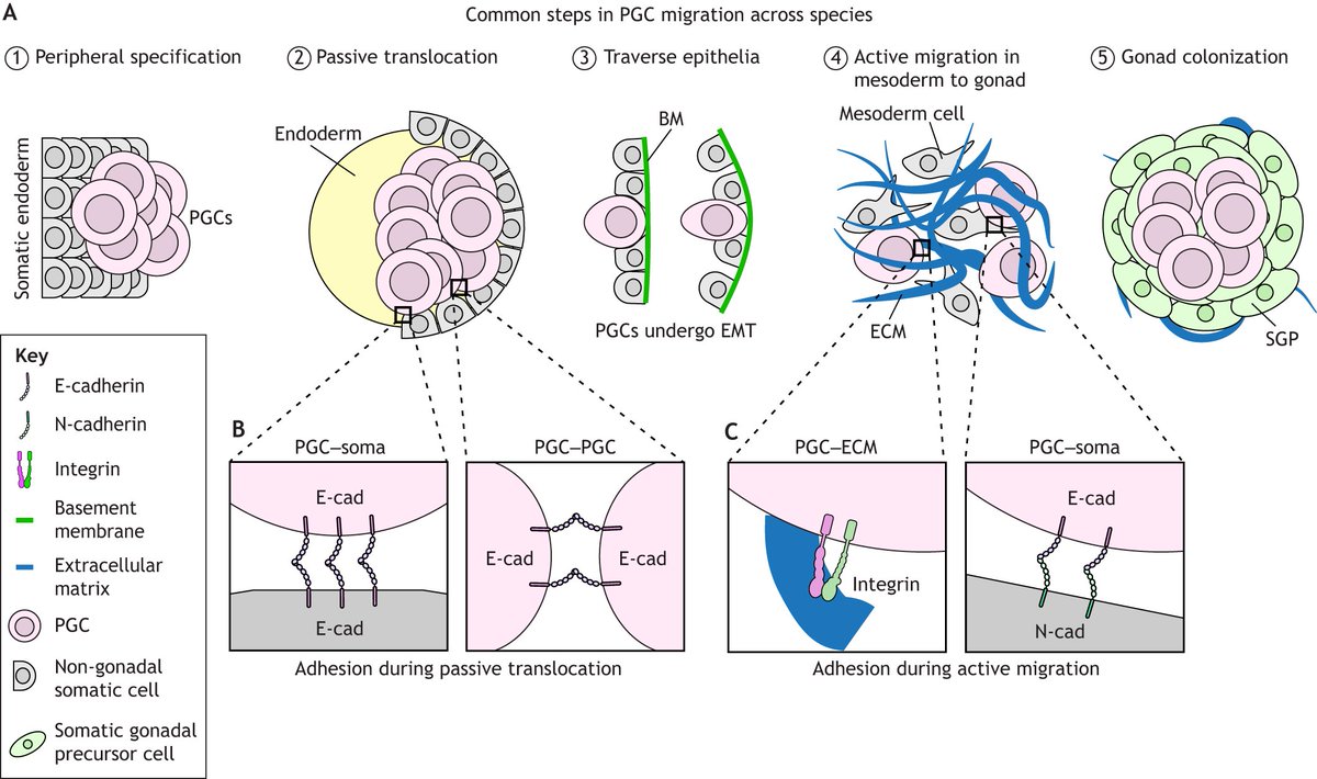 Development (@dev_journal) on Twitter photo Also in Issue 7:
▪️4 Research Highlights on macrophages, MuSCs, diapause & Aurora A
▪️ 4 People behind the papers interviews
▪️Transitions in development <a href="/Rajee_Rajakumar/">Rajendhran Rajakumar</a>
▪️Spotlight on hPSCs clinical translation
▪️Primordial germ cell migration Review
journals.biologists.com/dev/issue/151/7 Also in Issue 7:
▪️4 Research Highlights on macrophages, MuSCs, diapause & Aurora A
▪️ 4 People behind the papers interviews
▪️Transitions in development <a href="/Rajee_Rajakumar/">Rajendhran Rajakumar</a>
▪️Spotlight on hPSCs clinical translation
▪️Primordial germ cell migration Review
journals.biologists.com/dev/issue/151/7