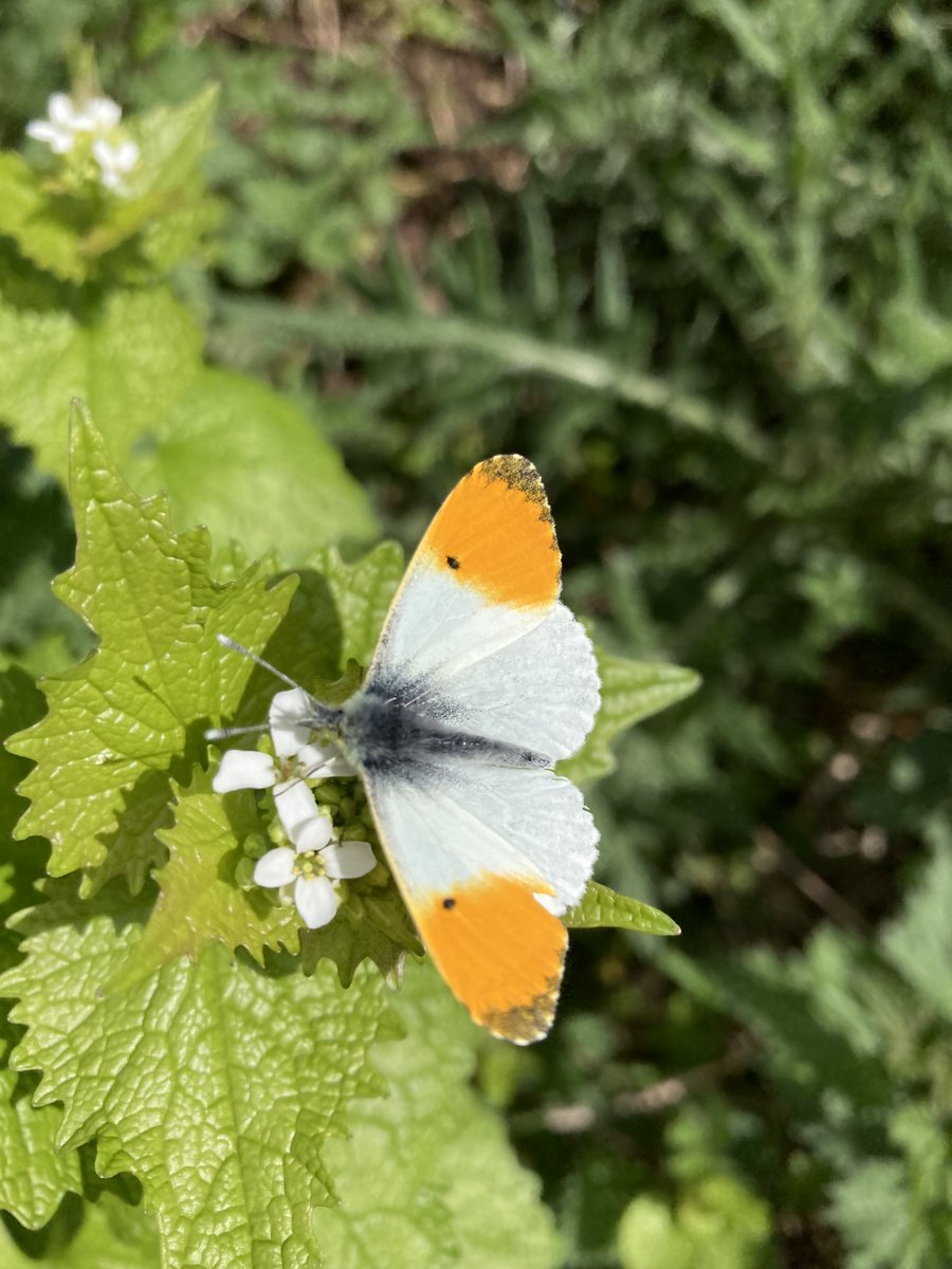 Notts BAG tweet media